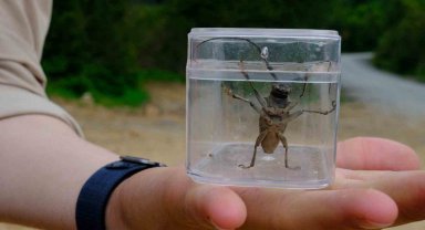 Kuzuyayla'da doğa adım adım tarandı
