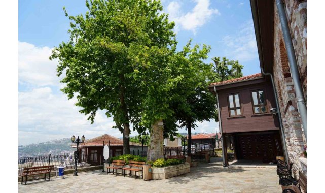 Sembol caminin 6 asırlık çınarı yıldırımlara rağmen ayakta