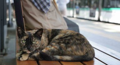 Tramvay durağını mesken tutan kedi, herkesin neşe kaynağı oldu